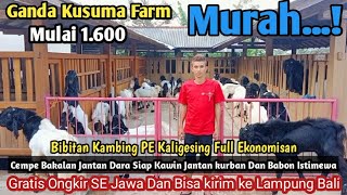 MULAI 1.6 JUTA GRATIS ONGKIR SE JAWA KAMBING PE KALIGESING Ganda Kusuma farm#bibitkambing #kambing
