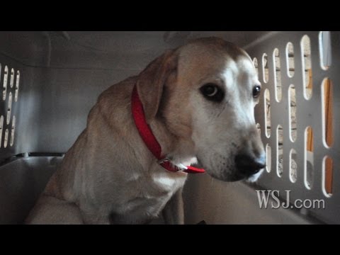 Video: Dankzij sociale media - en een complete vreemdeling - deze veteraan en zijn hond zijn gered van een zondvloed