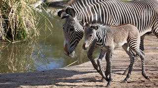 Help Us Name the Zebra Foal