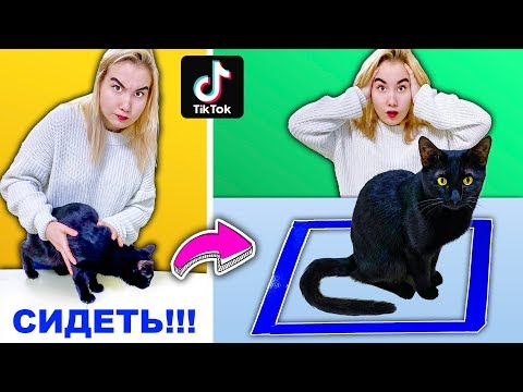 ПРОВЕРИЛИ ЛАЙФХАКИ ПРО КОТИКОВ ИЗ ТИК ТОКА **У НАС НЕПРАВИЛЬНЫЙ КОТ?**