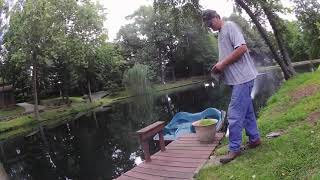 snapping turtle trapping. Turtle eating ducks in pond.