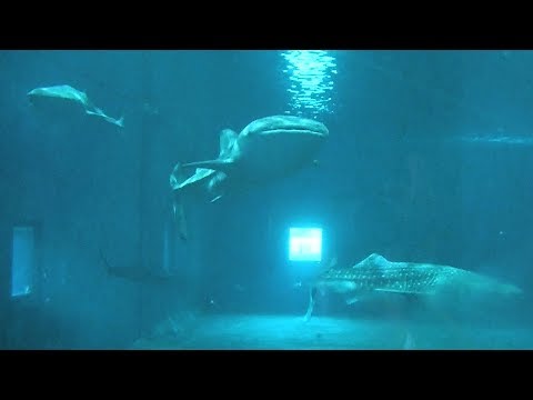 3匹のジンベエザメ、ゆったりと 高知・土佐清水 - YouTube