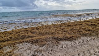 Playa de Punta Cana  DESMINTIENDO MITOS  Sargazo  El timo del caribe