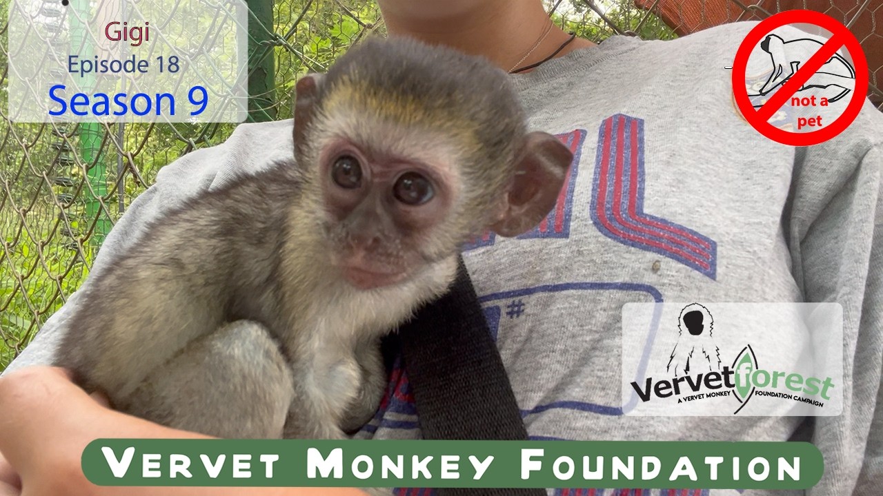 Baby Monkey Gigi gets a chance to visit possible foster moms, a surprise baby visitor