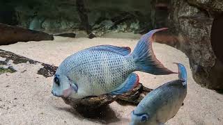 Paretroplus Menarambo - Allgayer, 1996 - Cichlidae - Cichlidé De Madagascar