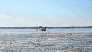 Swan take off