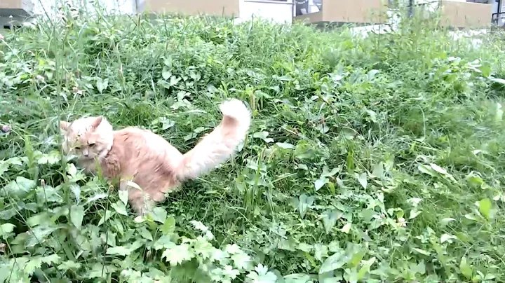 Video 4114891: siberian cat living, siberian cat playing, happy cat