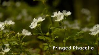 Spring Ephemerals in Great Smoky Mountains National Park by Smokies Life 5,412 views 4 years ago 2 minutes, 51 seconds