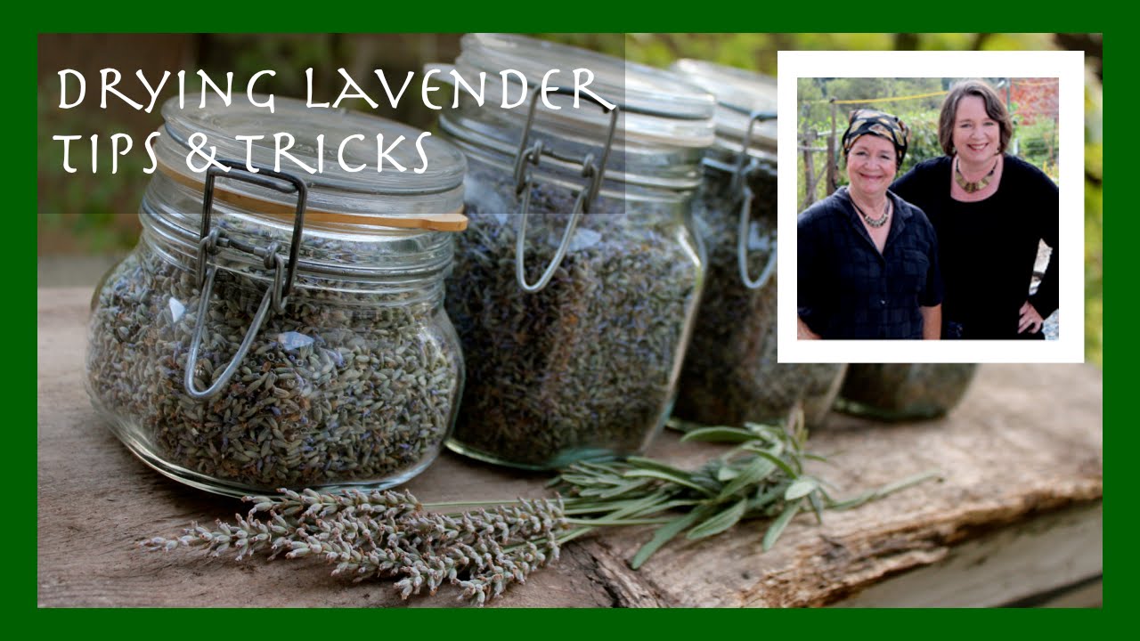 How to Dry Lavender Tip (Plus the most interesting use for dried lavender) YouTube