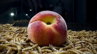 10'000 Mealworms VS Peach Time-lapse l Mealworms eating a whole peach