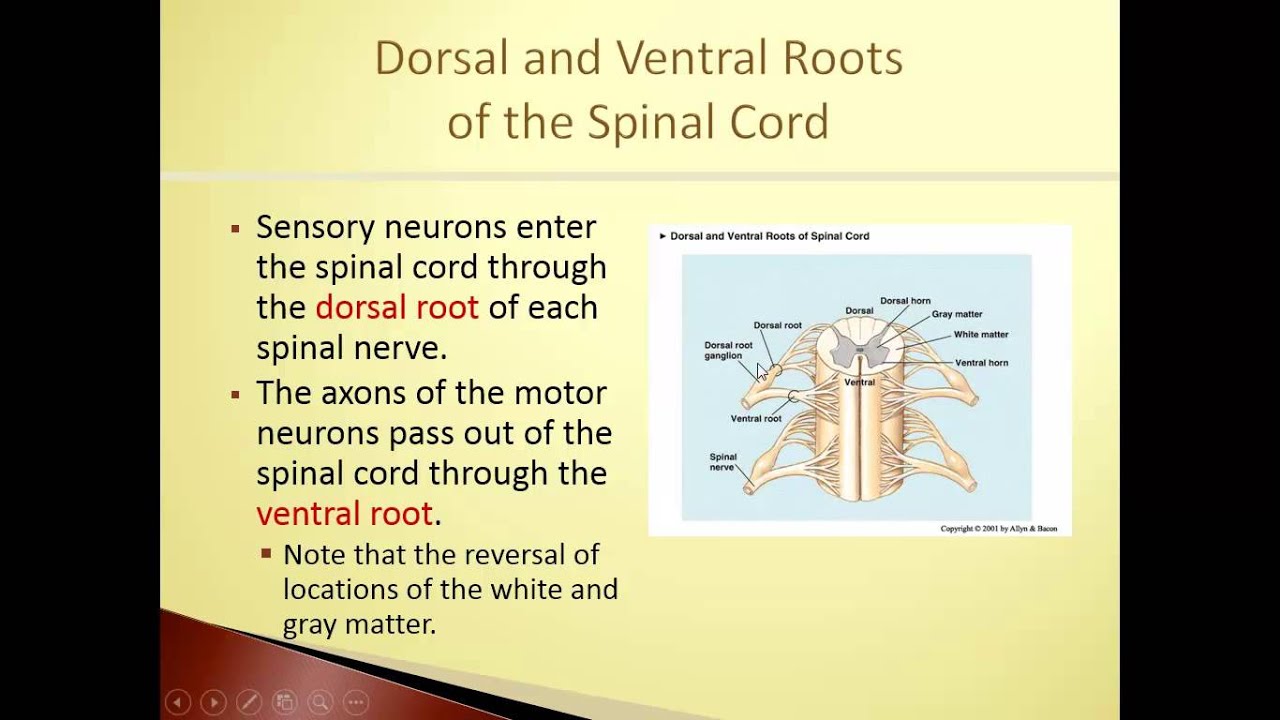 Spinal Cranial Nerves - YouTube