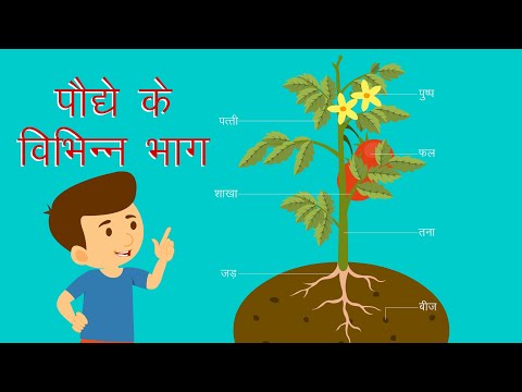 वीडियो: पौधों का मुख्य विभाजन क्या है?