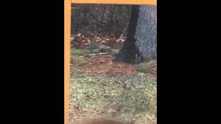 That squirrel stole our Easter Egg!