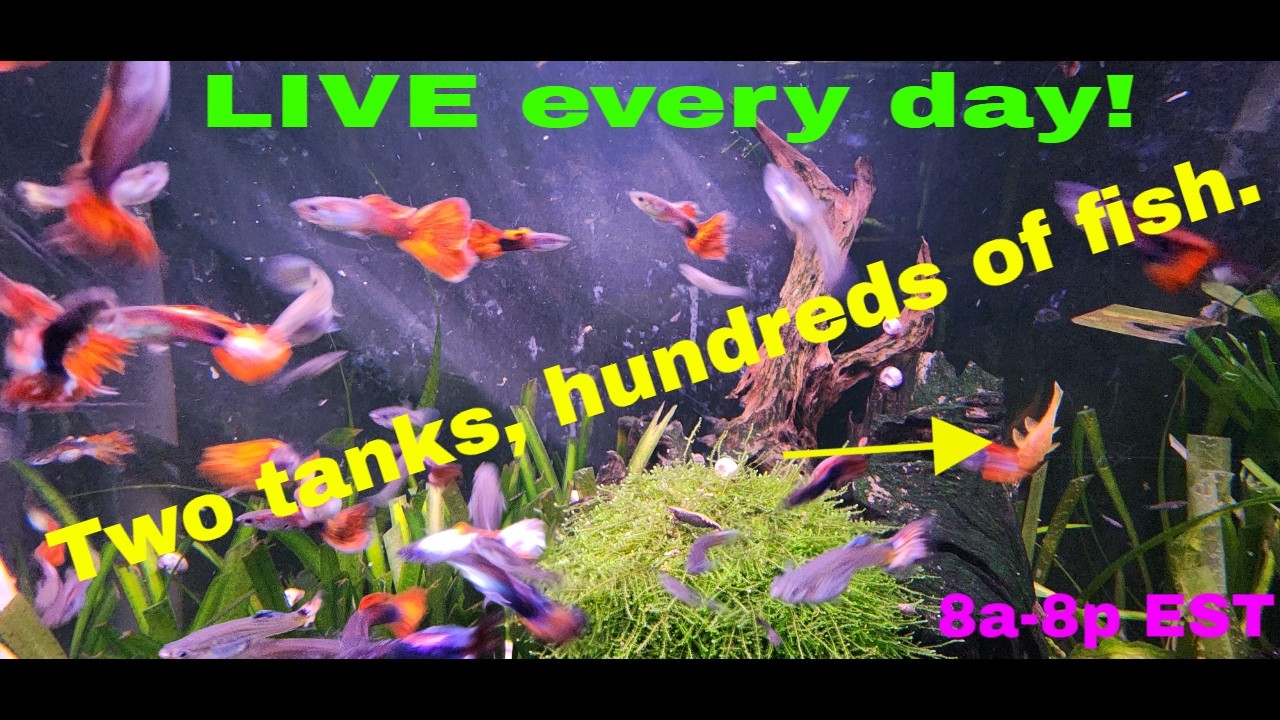 12 hours of the live stream from 8/5/2025 condensed into 1, no mid-roll ads