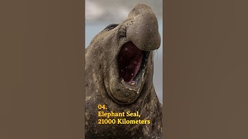 10 Remarkable Long-Distance Animal Migrations 🐱🤯 #shorts #animals