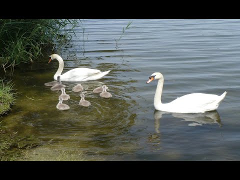 Videó: Pontederia Szívélyes - A Sekély Víz Lakója