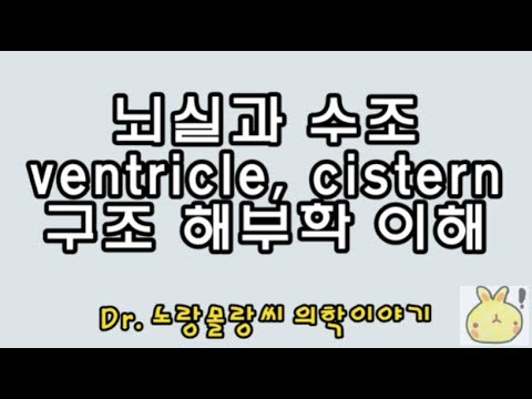 뇌실(cerebral ventricle)과 뇌수조(cistern) 해부학(anatomy) - YouTube