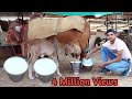 गुजरात की गीर गाय Gircow Yadav dairy farm (Chhotu).. (only what's aap 9511592301)