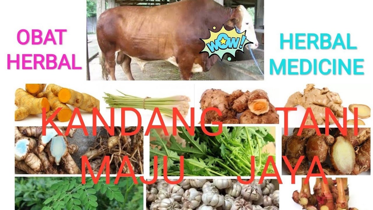 Jamu sapi Obat herbal sapi herbal medicine for cattle tanaman