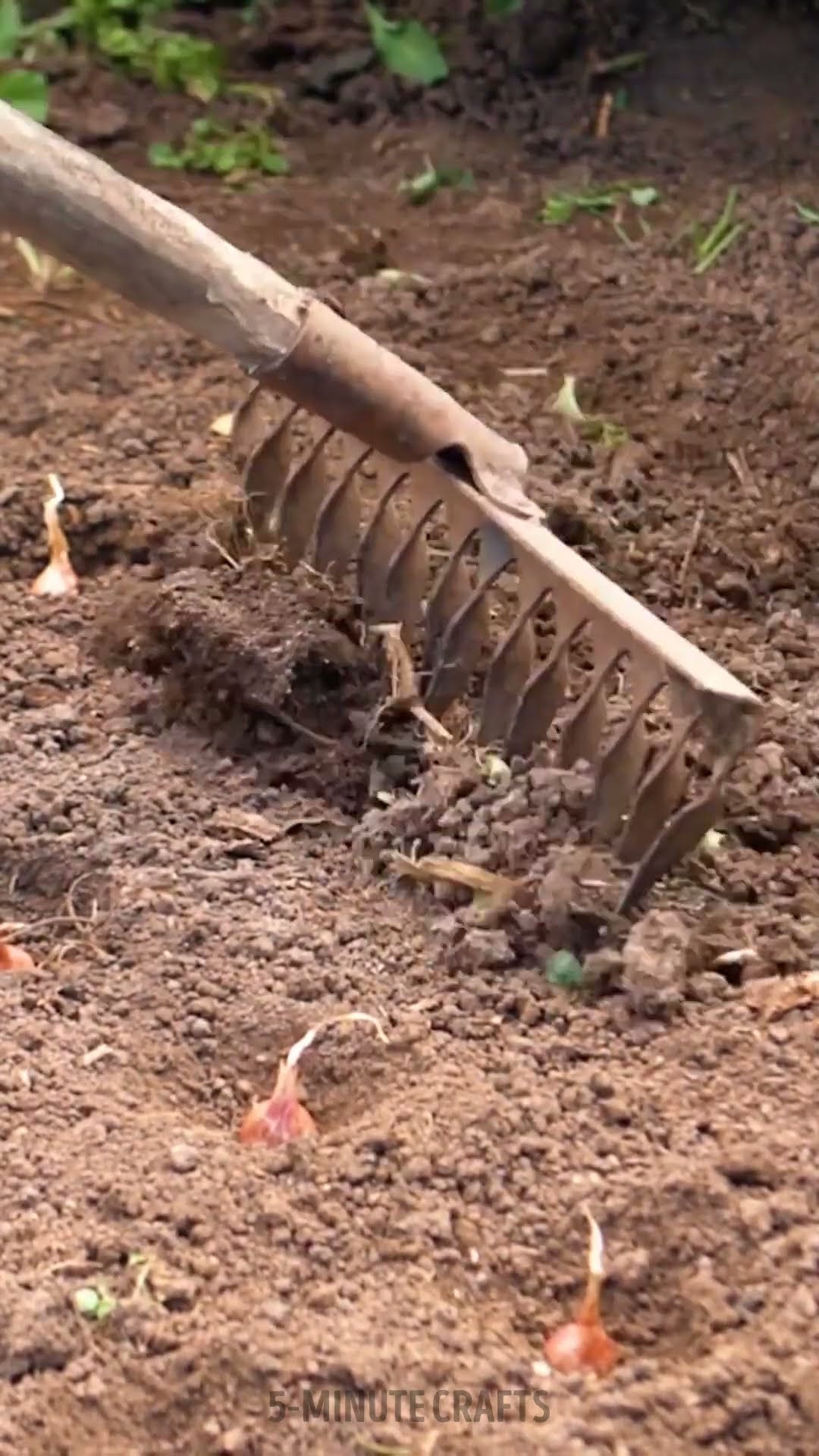 Easy planting routine ideas ☘ Gardening for beginners ? #shorts #planting #garden #diy #plant