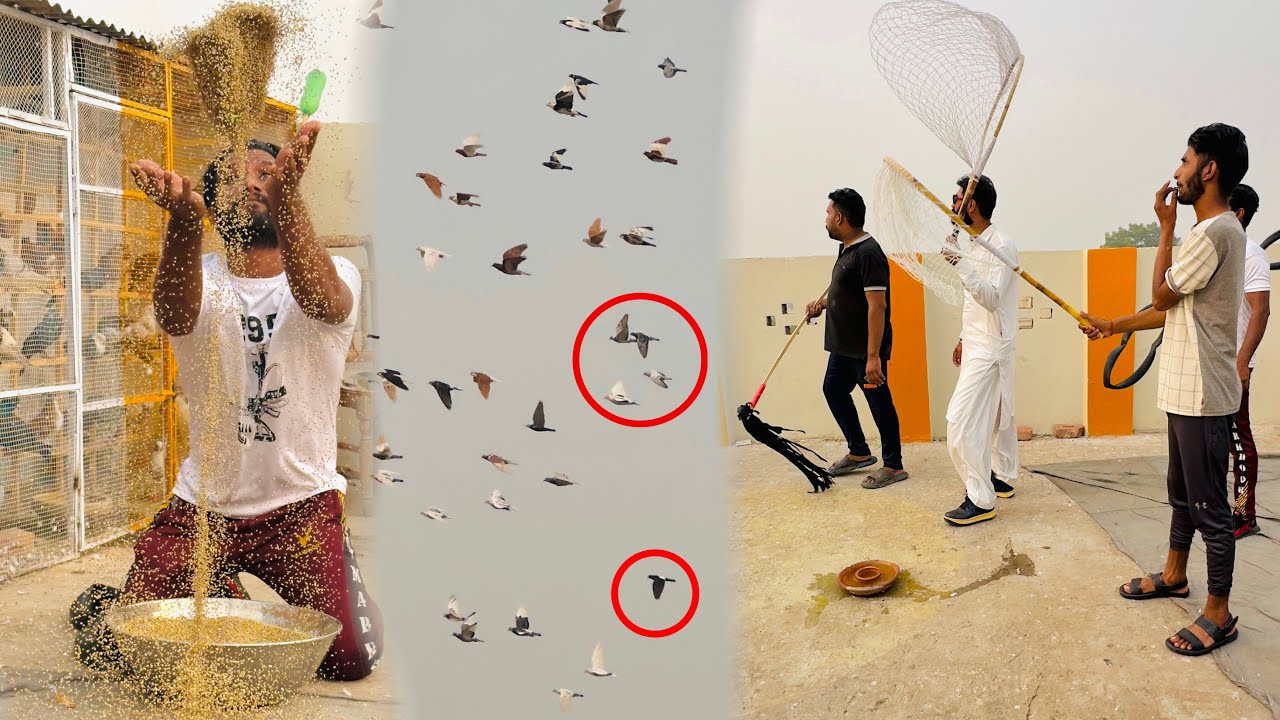 500 kabutaro ke larai karwa di or 1 lakh wala kabutar gir gya 😰😳