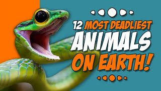 Most Deadliest Animals on Earth | 12 Most Deadliest Animals by Animal Fascination 2,664 views 4 months ago 15 minutes