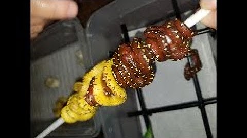 Green Tree Python - 15 Baby Snakes!!!! - Meet them all!