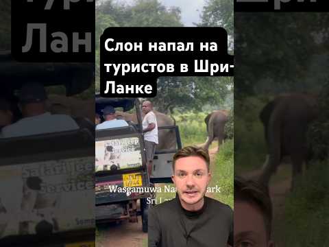 Слон напал на туристов в Шри-Ланке #новостимира