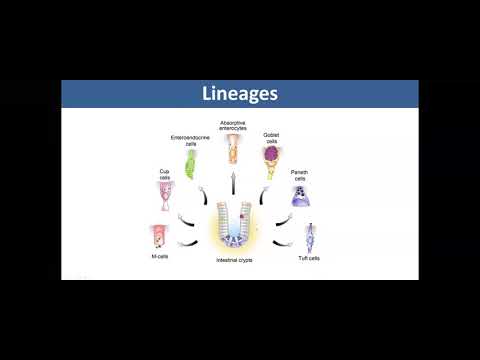 Paneth cells and their role in innate immunity and shaping the microbiome