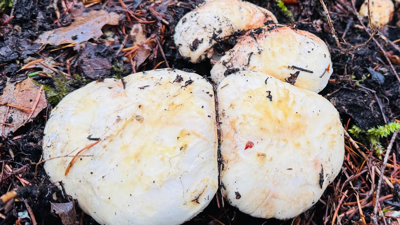 Quá Bất Ngờ 2VC Tìm Được Nhiều Ổ Nấm Tùng Nhung Giữa Đông Lạnh Giá 🇨🇦2256》 Pine Mushroom/ Matsutake 