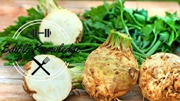 What is Celery Root?
