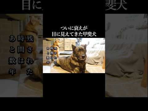 いよいよ衰えが目に見えてきた甲斐犬 #甲斐犬 #柴犬 #youtubeshorts