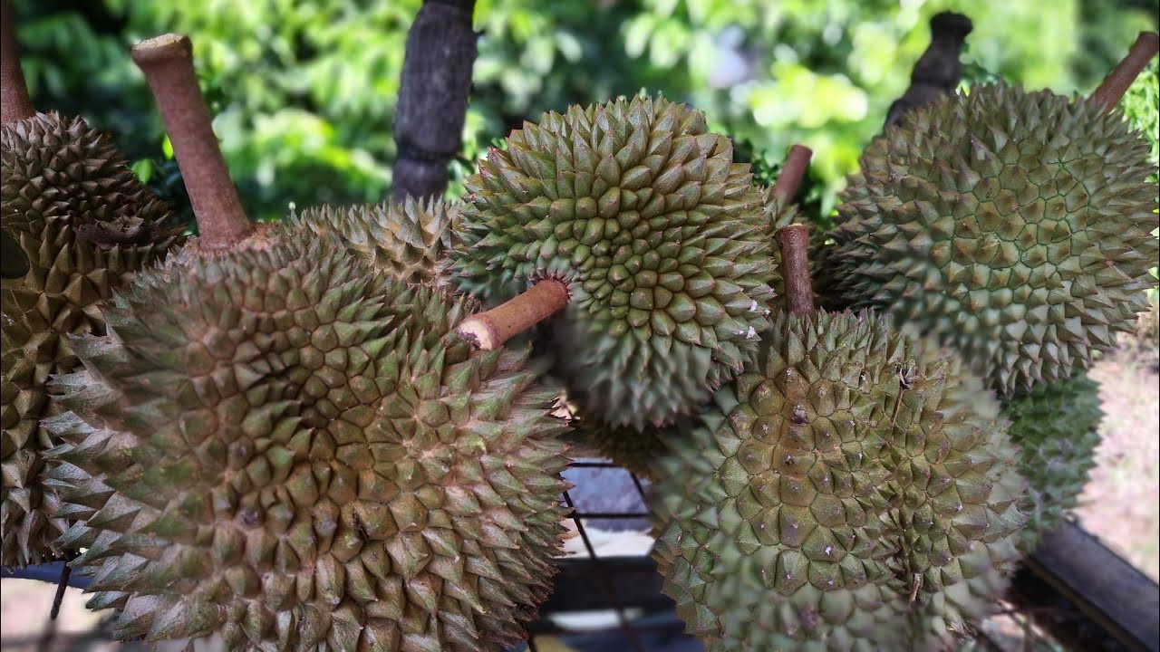 Durian Tanjong Malim Terbaik