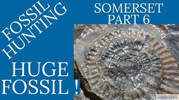 FOSSIL HUNTING HUGE AMMONITE ! SOMERSET PART 6
