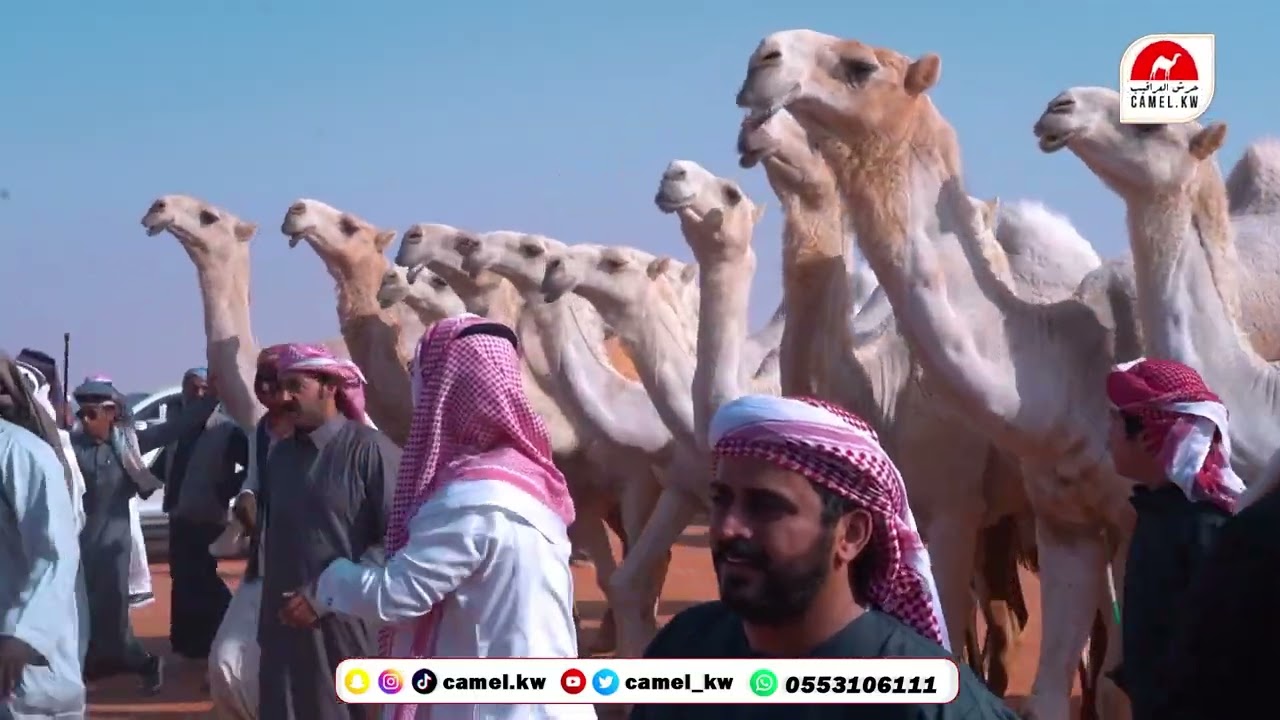 مسيرة رجل الاعمال /ذيب بن حسن الشامري العجمي #مهرجان الملك عبدالعزيز للإبل8