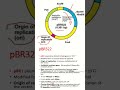 cutting site of pBR322 and its characteristics