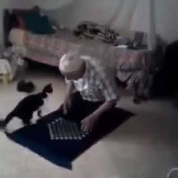 Lawak ... Orang tengah solat kucing kacau