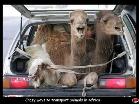 Funny transport pictures. Crazy ways to transport animals goods and