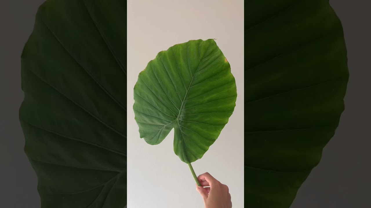 Cómo secar hojas para decorar 🥰 YouTube
