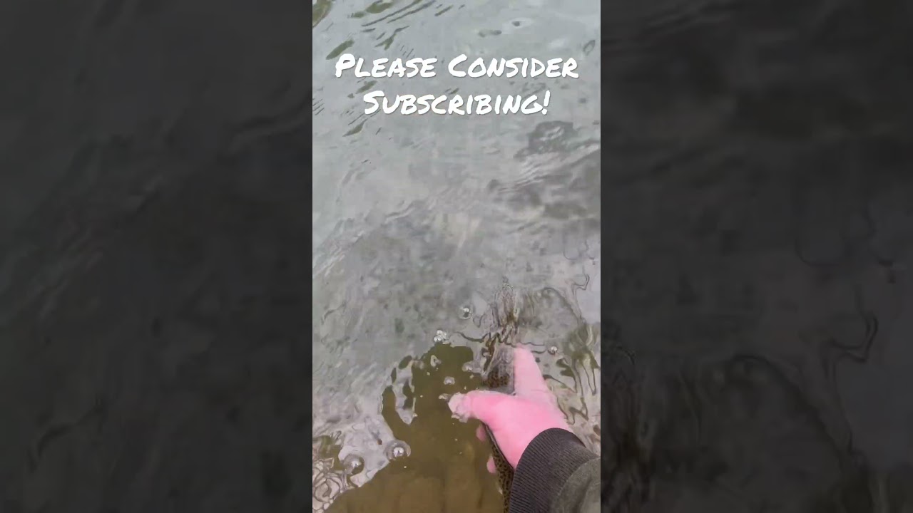 Beautiful Rainbow Trout Release in Western PA! 