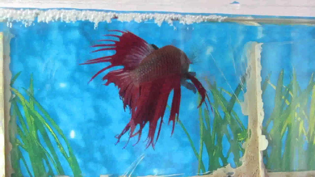 fighter fish breeding 