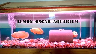 Lemon Fire OscarFish #oscarfish  #oscarfishtank  #fishes  #monsterfishkeeper #monsterfish #aquarium by BD's Aqua 637 views 2 months ago 2 minutes, 6 seconds