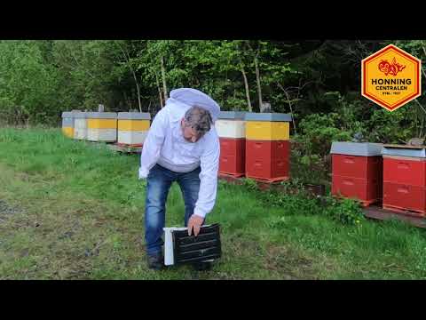 Om foring av bier og honningforfalskning
