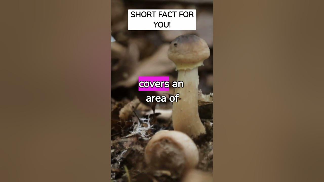 what-s-the-largest-living-organism-on-earth-youtube