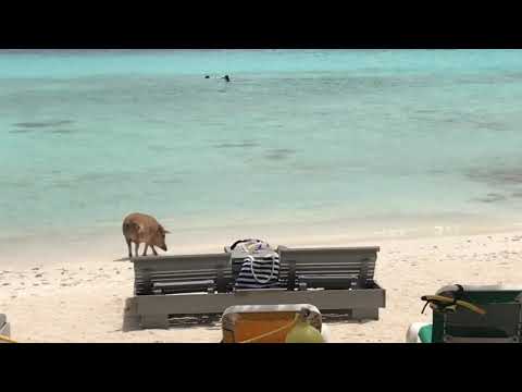 Pig on the beach in Curaçao