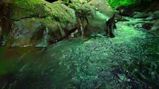 [LIVE] Mindfulness Yoga & River: Find Harmony