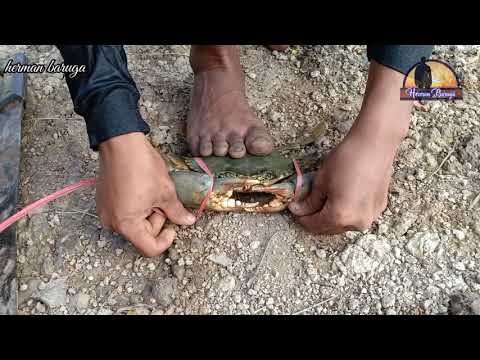 Cara Memanggil Kepiting