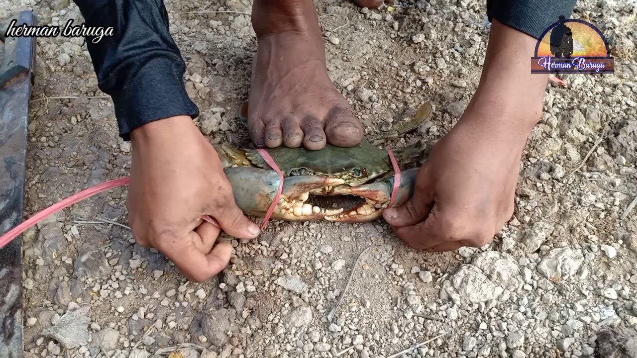 4 CARA MUDAH MENGIKAT KEPITING BAKAU || KETAM NIPAH