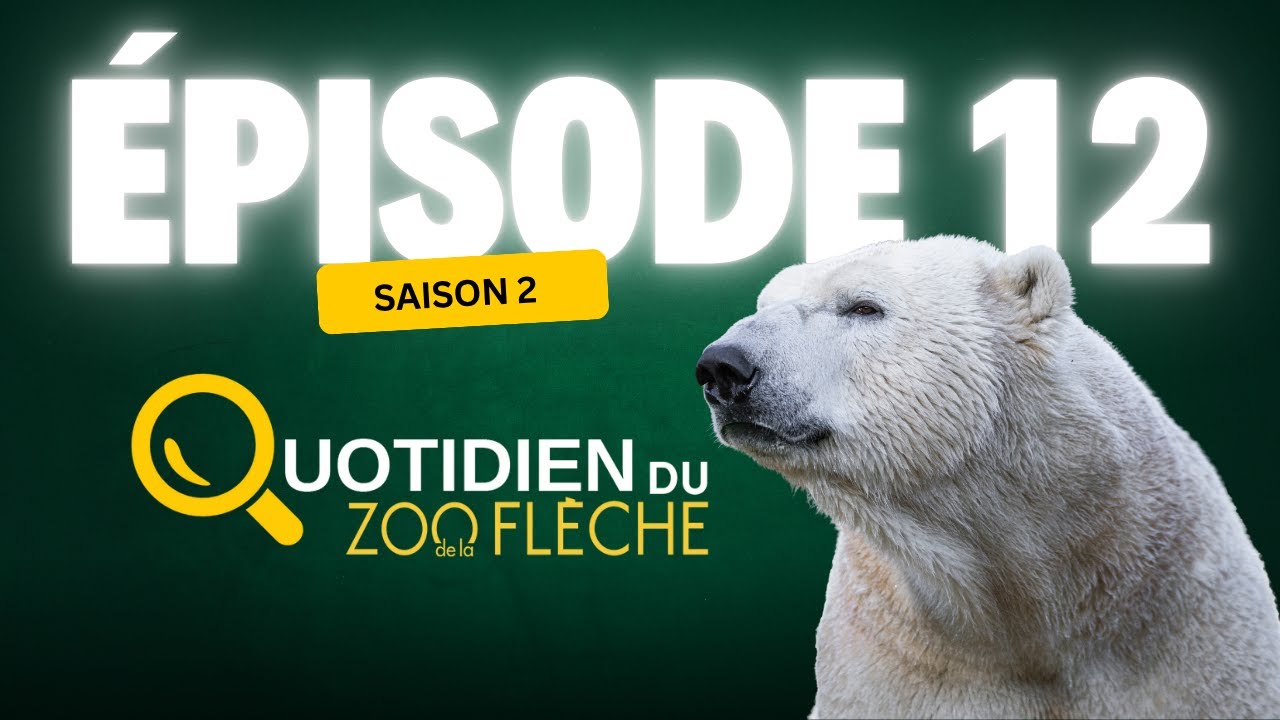 Direction les ours polaires : Quintana profite d'un bel enrichissement ! 🐻‍❄️