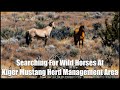 Searching For Wild Horses At: Kiger Mustang Herd Management Area